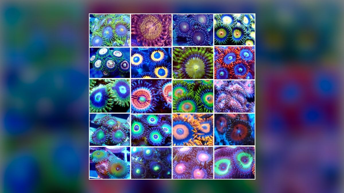 Top 10 reef tank starter corals 2027 — figure 10