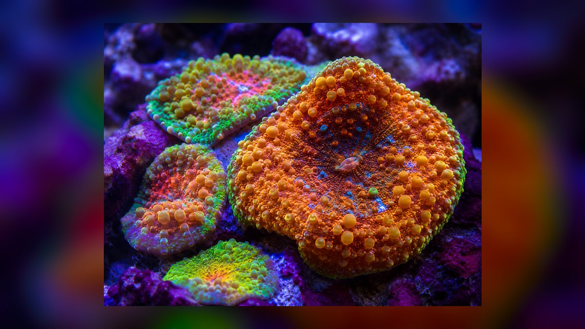 Top 10 reef tank starter corals 2027 — figure 4