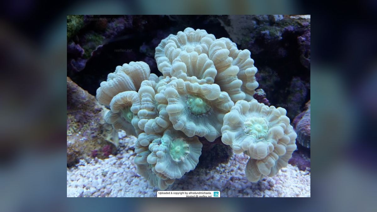 Top 10 reef tank starter corals 2027 — figure 5