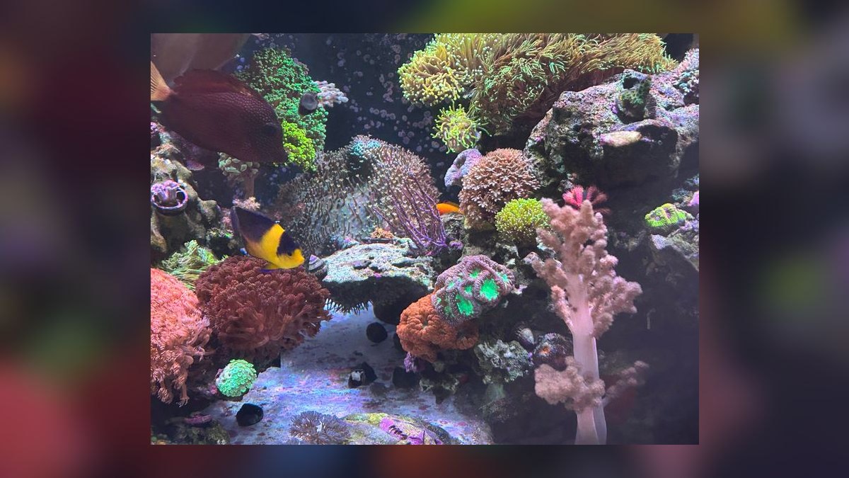 Top 10 reef tank starter corals 2027 — figure 8
