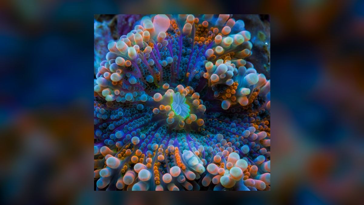 Top 10 reef tank starter corals 2027 — figure 9