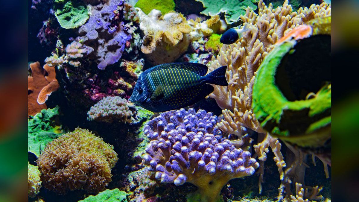 Top 10 reef tank starter corals 2027