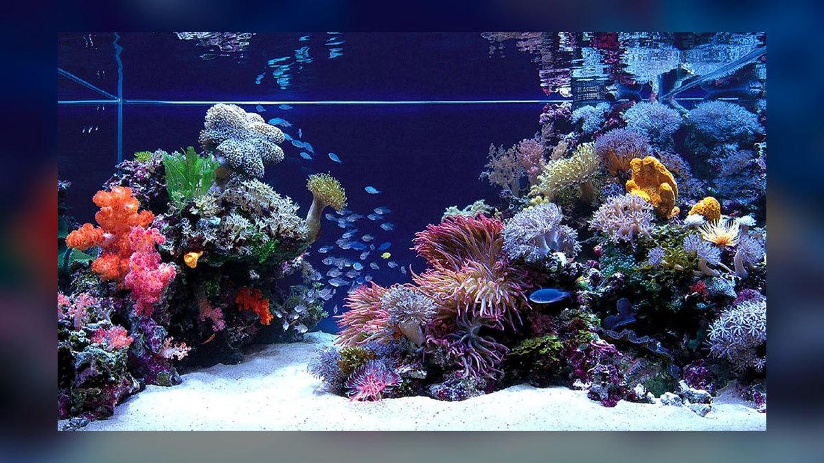Top 10 best fish tank backgrounds 2027 — figure 2