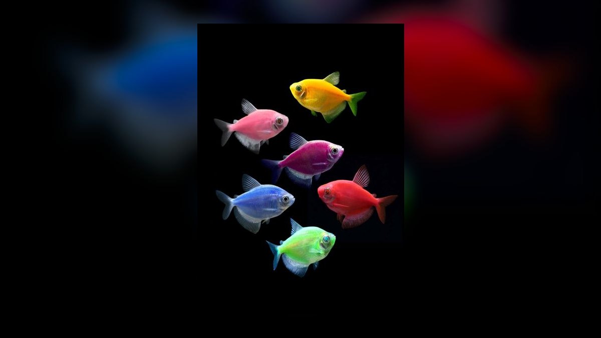 Top 10 best fish tank backgrounds 2027 — figure 9