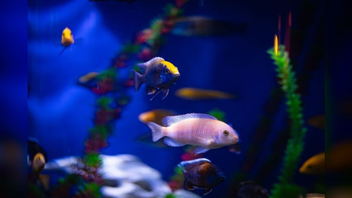 Top 10 best fish tank backgrounds 2027