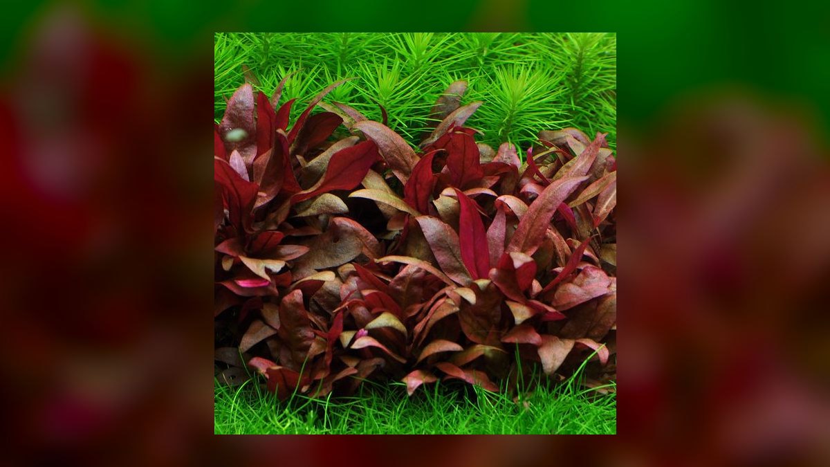 Top 10 red aquarium plants 2027 — figure 1