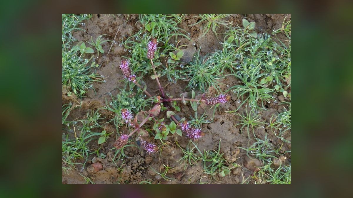 Top 10 red aquarium plants 2027 — figure 10