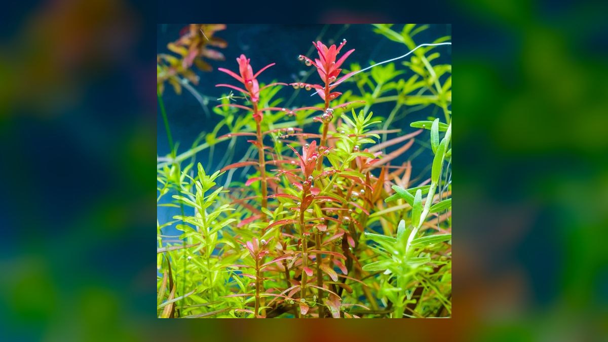 Top 10 red aquarium plants 2027 — figure 3