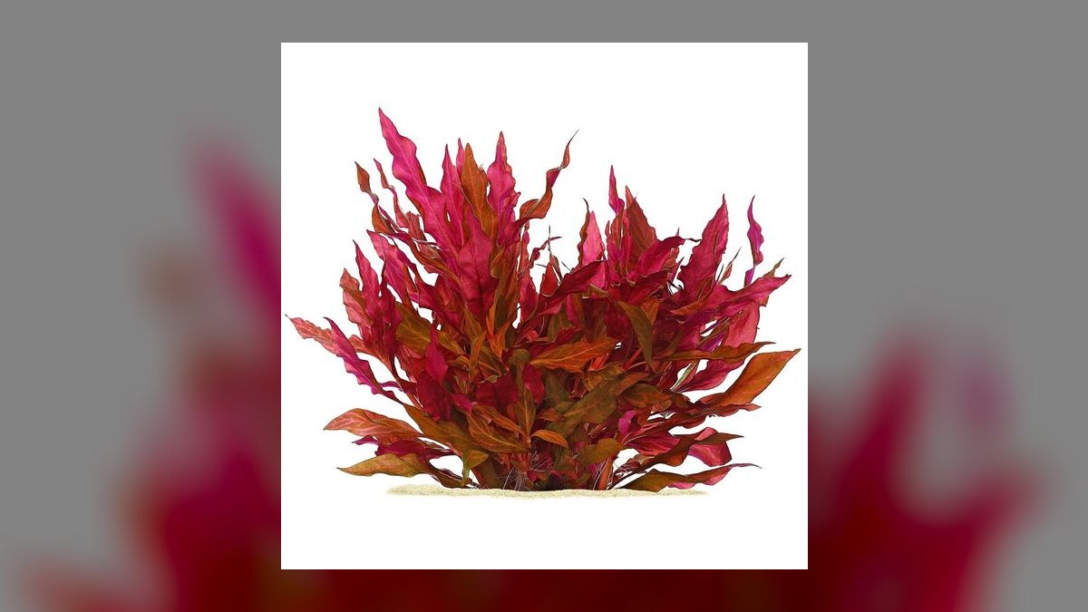 Top 10 red aquarium plants 2027 — figure 7