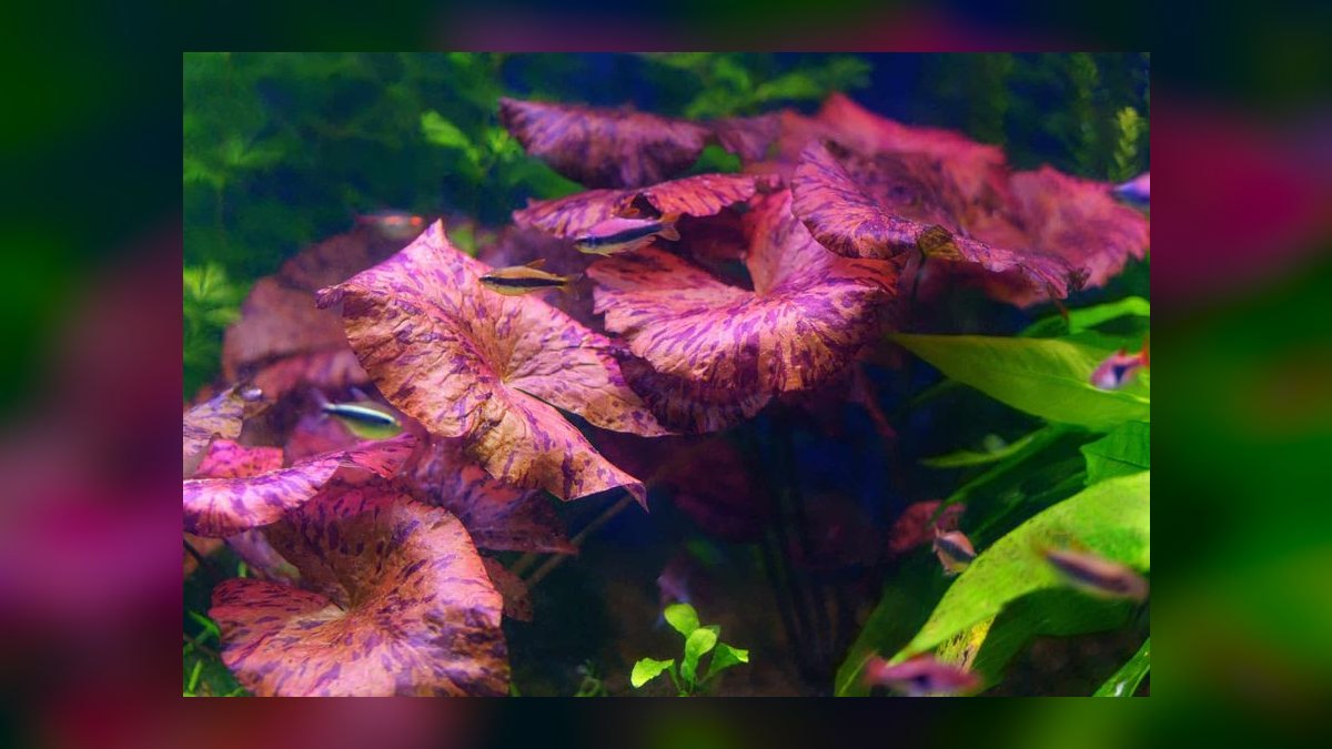 Top 10 red aquarium plants 2027 — figure 8