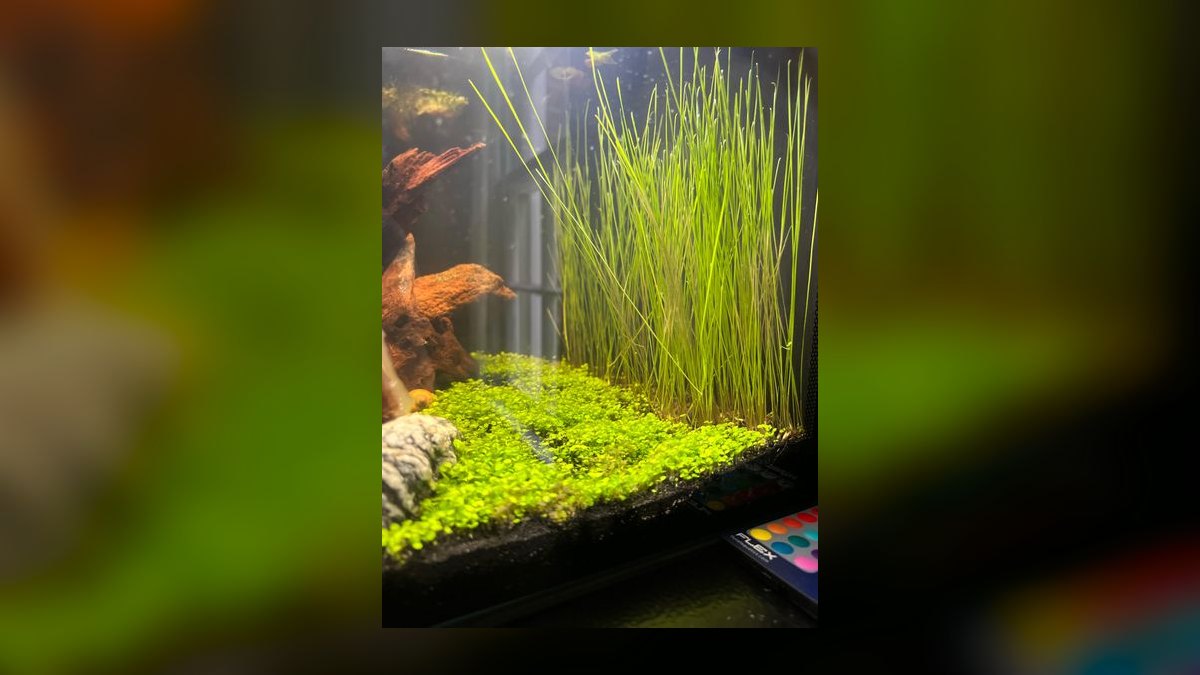Top 10 red aquarium plants 2027