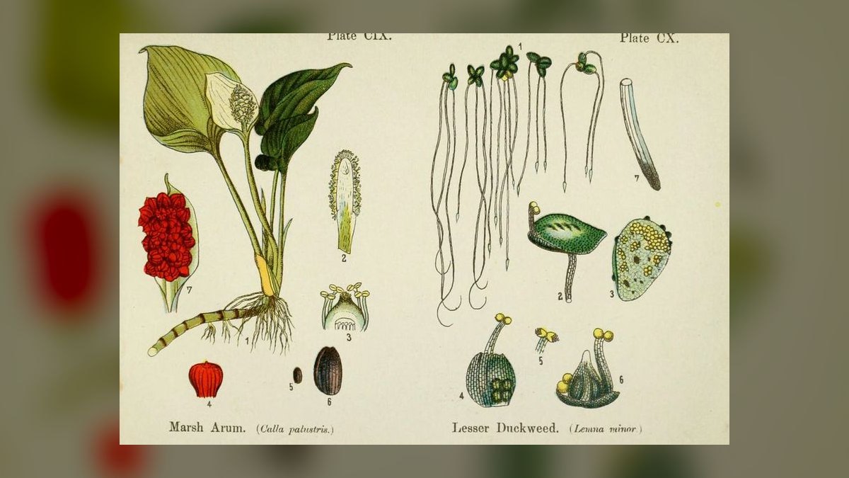 Top 10 goldfish friendly plants 2027 — figure 10