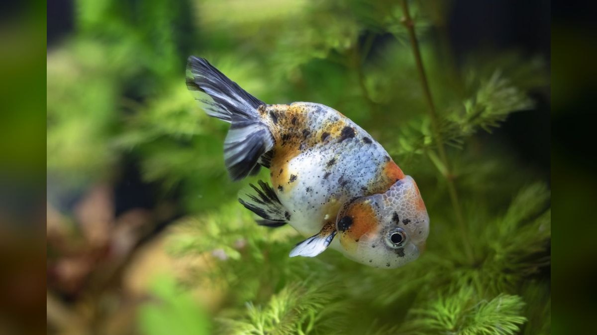 Top 10 goldfish friendly plants 2027 — figure 3