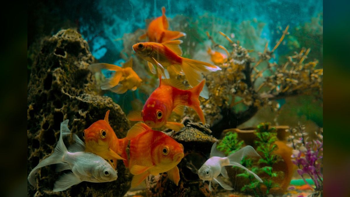 Top 10 goldfish friendly plants 2027 — figure 4