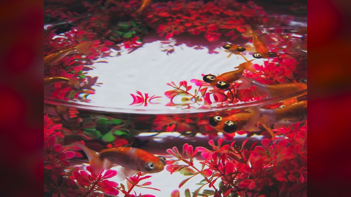 Top 10 goldfish friendly plants 2027 — figure 5