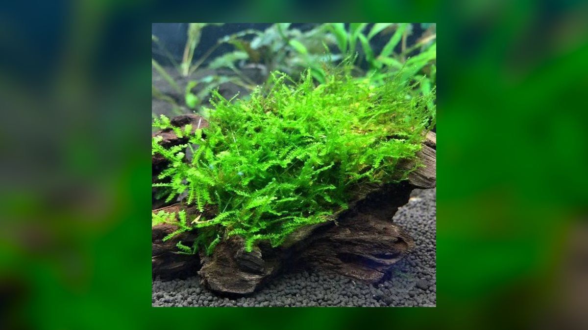 Top 10 goldfish friendly plants 2027 — figure 9