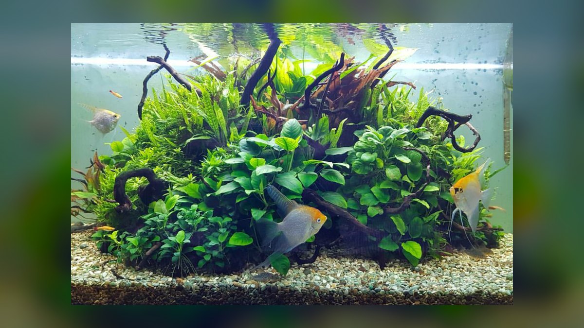 Top 10 goldfish friendly plants 2027