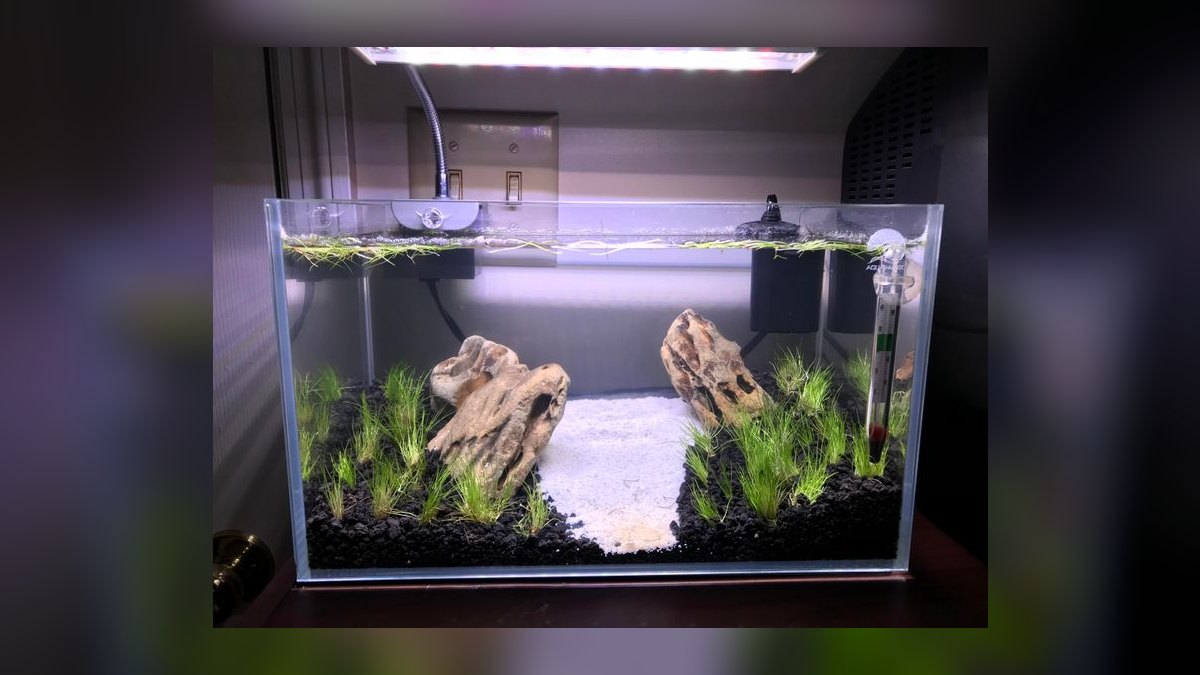 Top 10 best rimless aquarium brands 2027 — figure 10