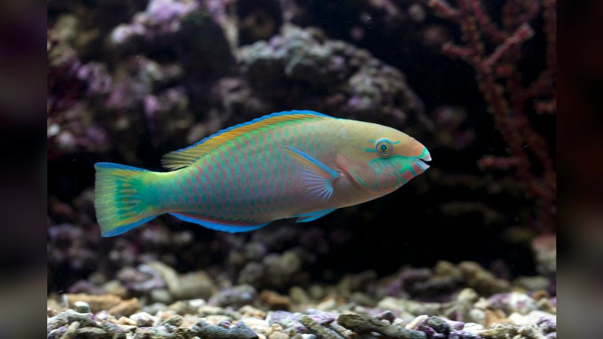 Top 10 best rimless aquarium brands 2027 — figure 5