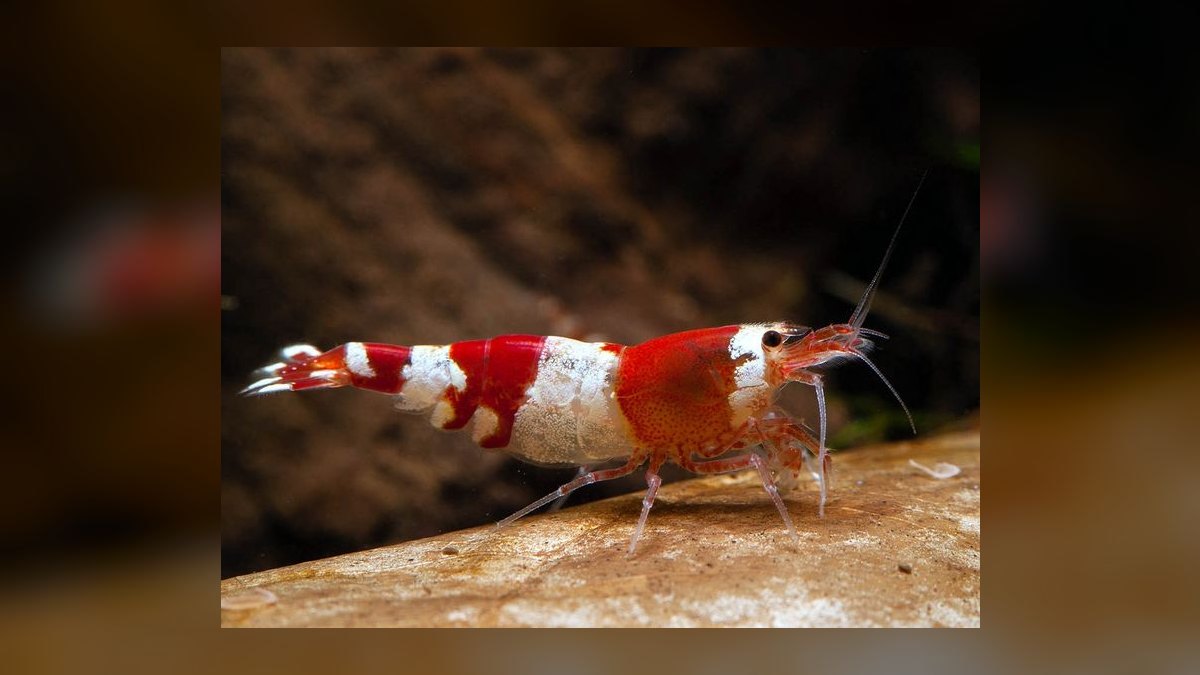 Top 10 freshwater shrimp species 2027 — figure 1