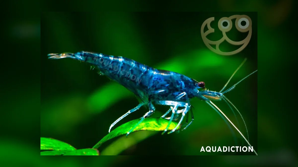 Top 10 freshwater shrimp species 2027 — figure 2