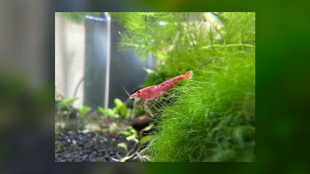 Top 10 freshwater shrimp species 2027 — figure 3