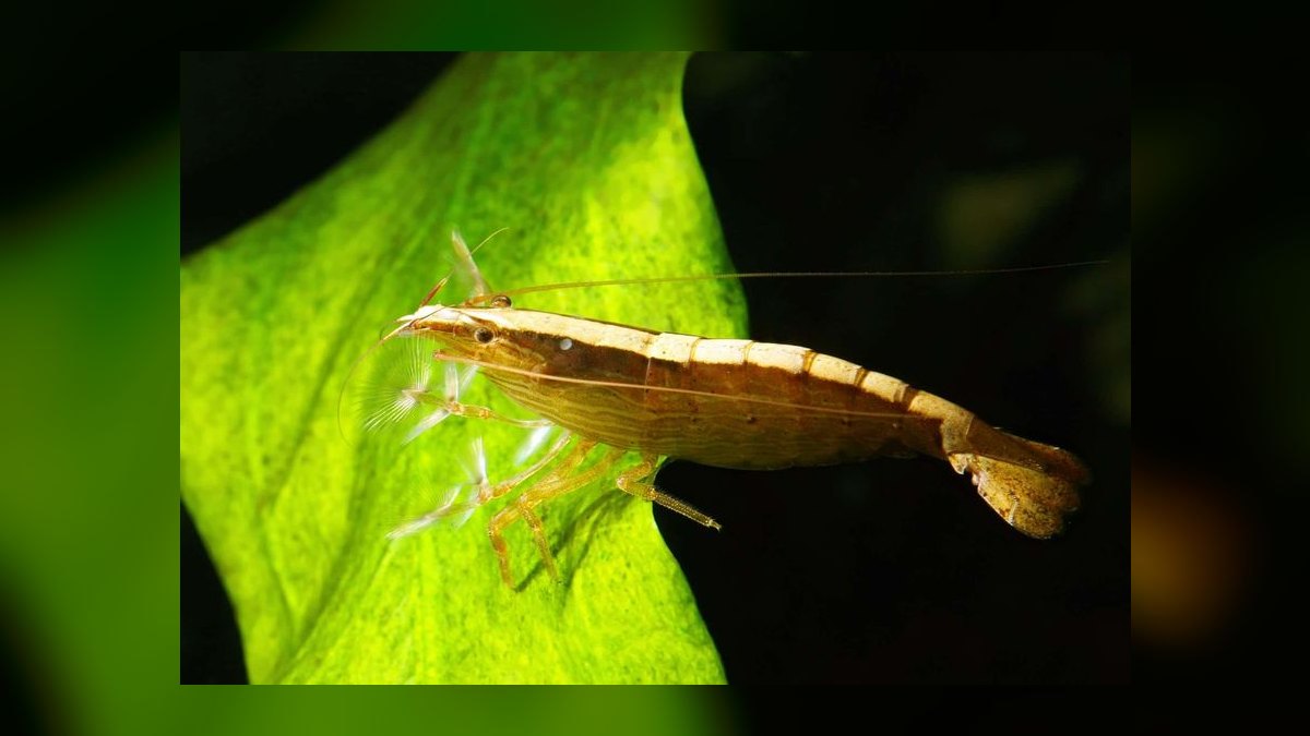 Top 10 freshwater shrimp species 2027 — figure 7