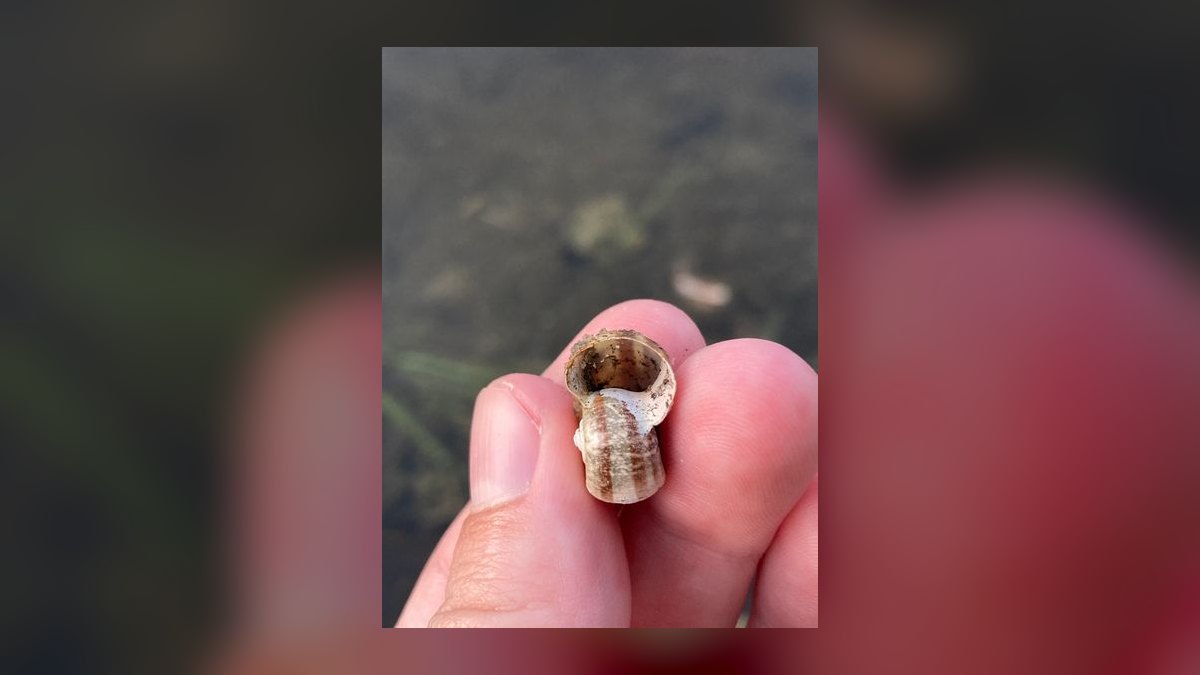 Top 10 best aquarium snail varieties 2027 — figure 4