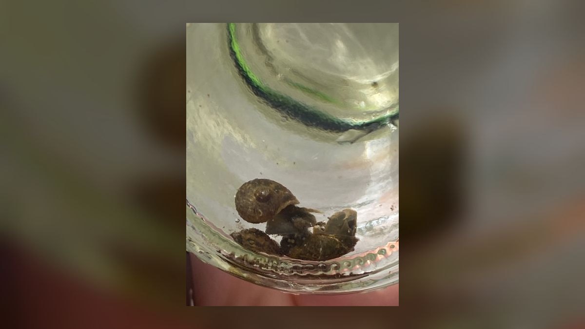 Top 10 best aquarium snail varieties 2027 — figure 7