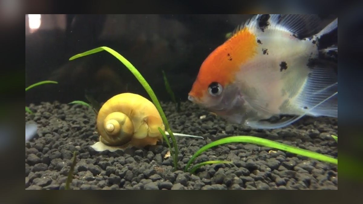 Top 10 best aquarium snail varieties 2027 — figure 9