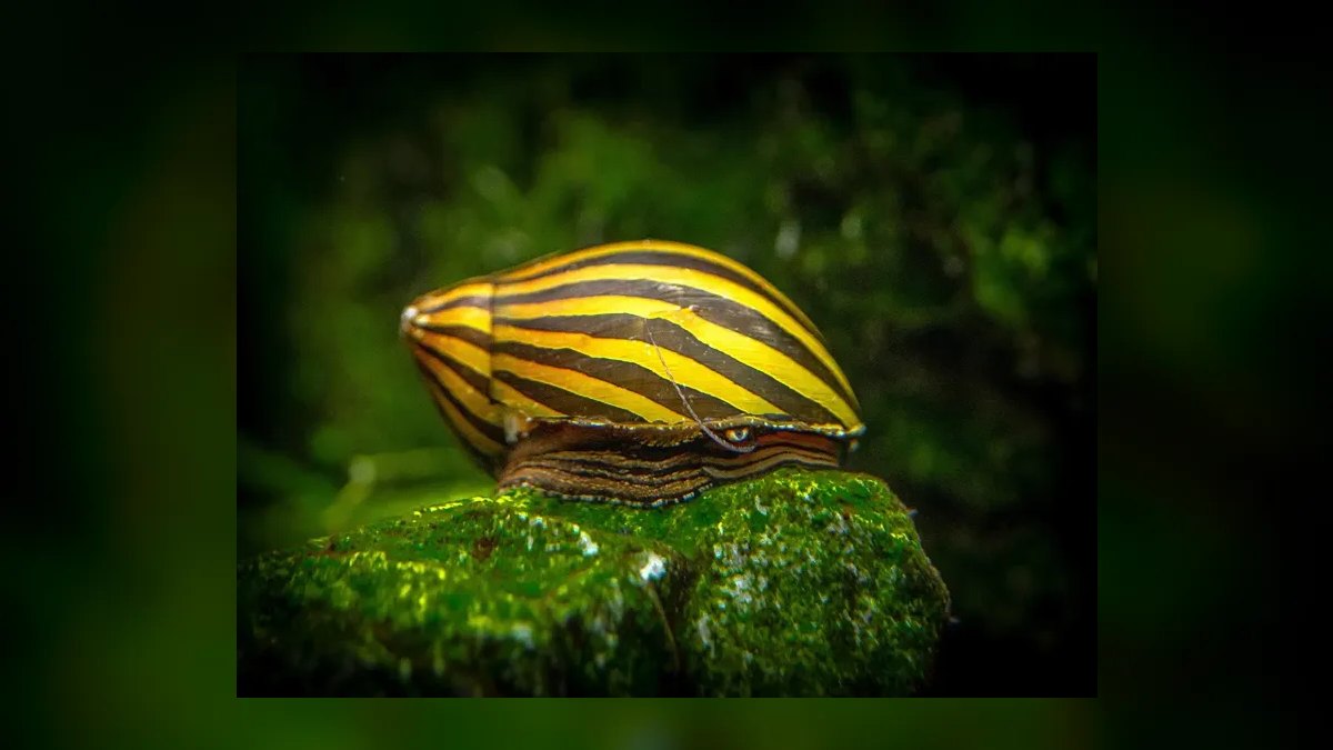 Top 10 best aquarium snail varieties 2027