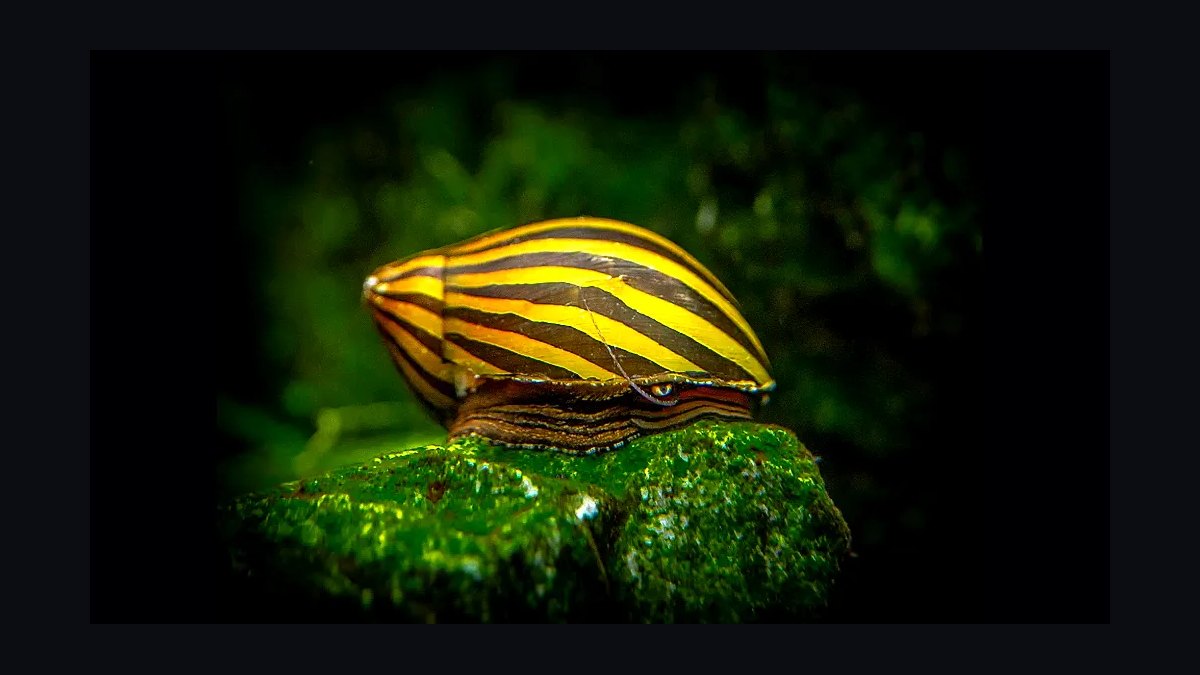 Top 10 best aquarium snail varieties 2027