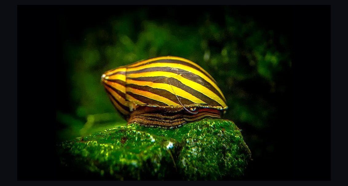 Top 10 best aquarium snail varieties 2027
