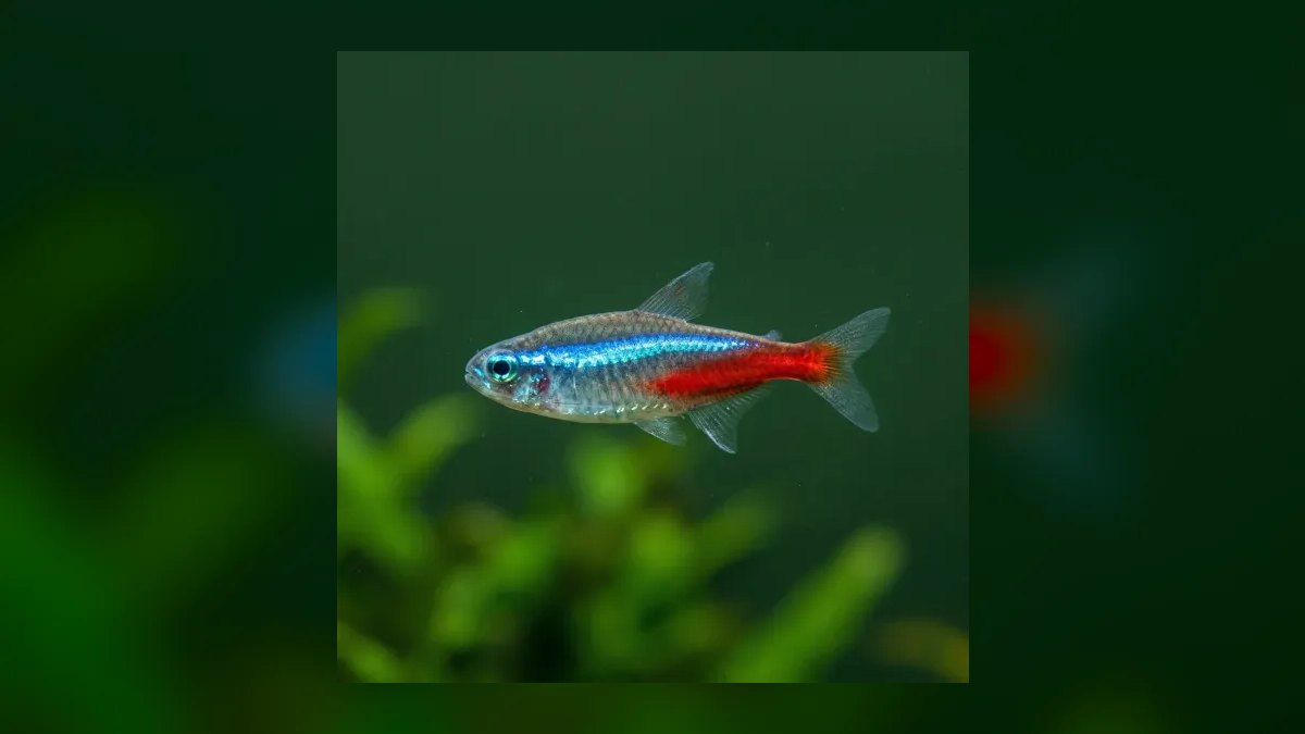 Top 10 cichlid tank mates 2027 — figure 9