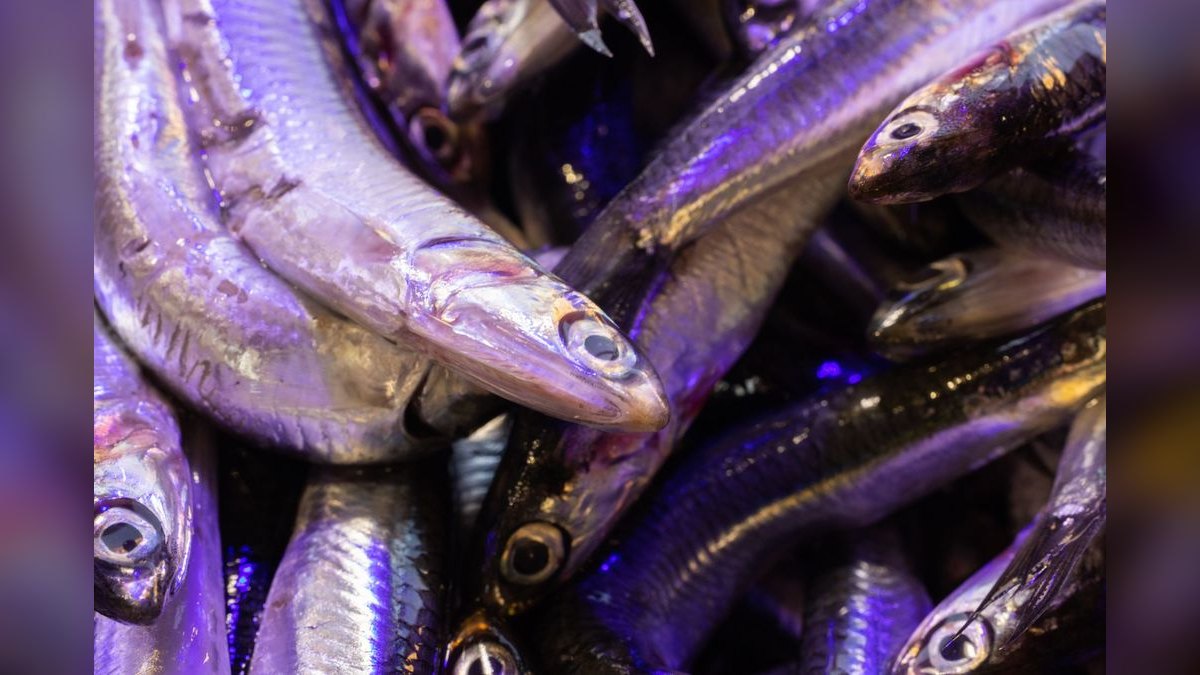 Top 10 signs of healthy fish 2027 — figure 4