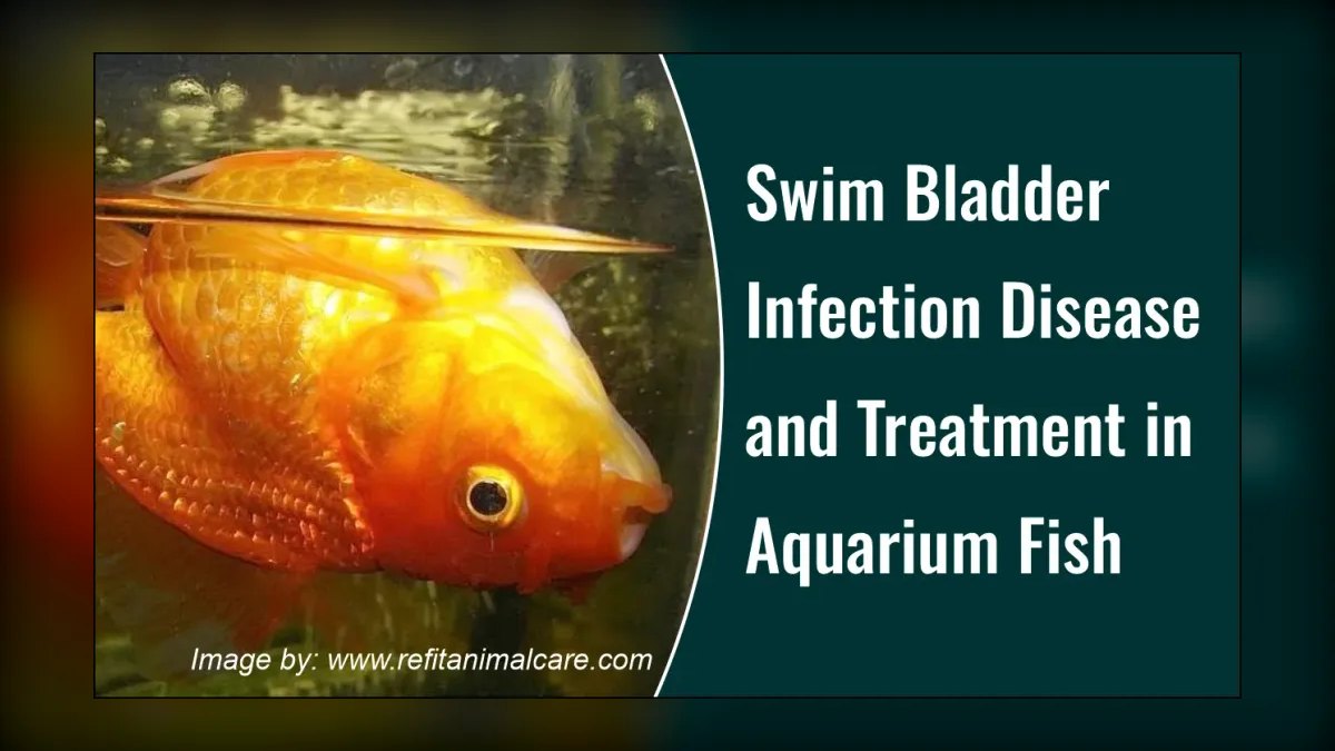 Top 10 common fish diseases 2027 — figure 7