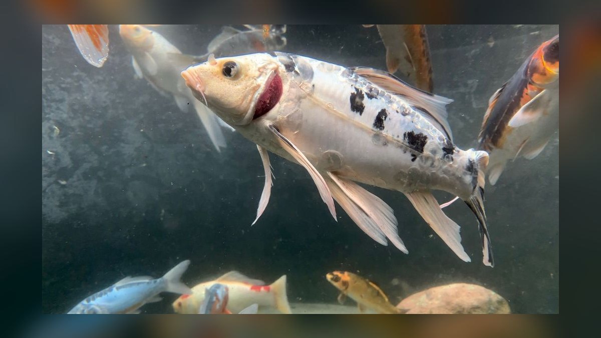 Top 10 common fish diseases 2027 — figure 9