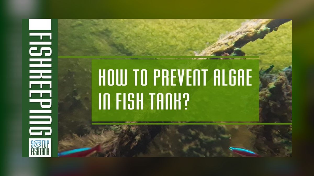 Top 10 ways to prevent algae 2027 — figure 6