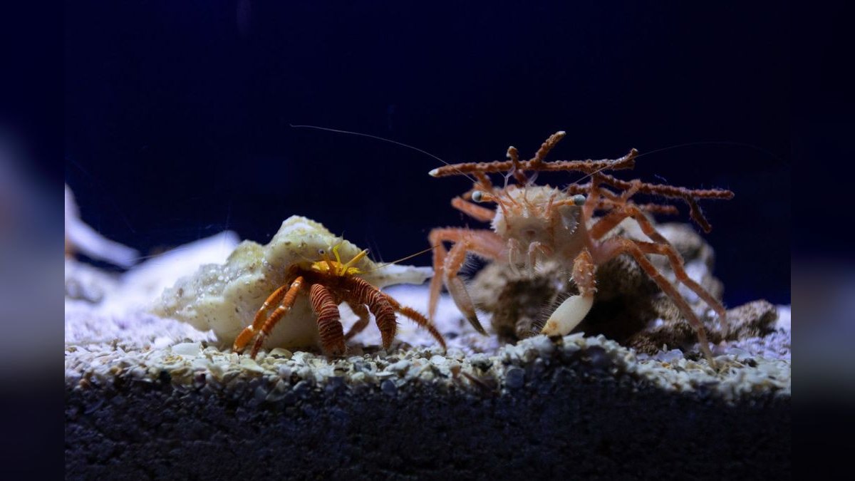 Top 10 best aquarium sand types 2027 — figure 6