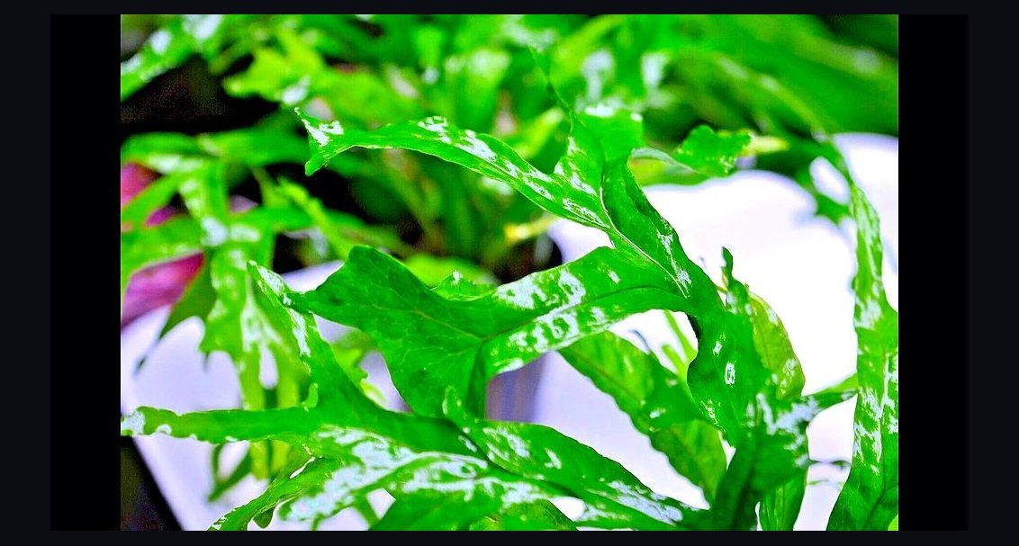Top 10 aquarium plant trimmers 2027