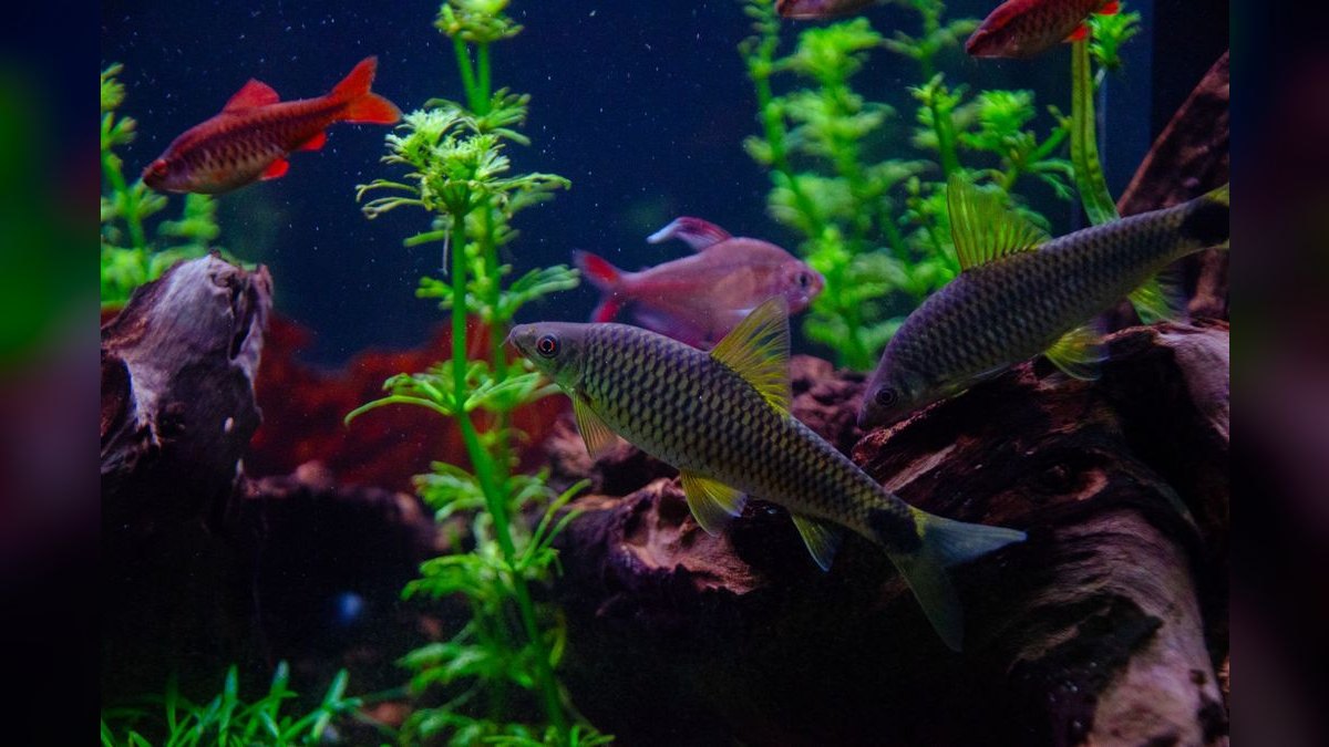 Top 10 fish tank setup mistakes 2027 — figure 6