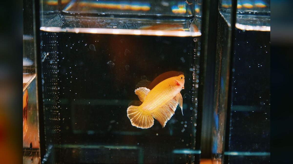 Top 10 fish tank setup mistakes 2027