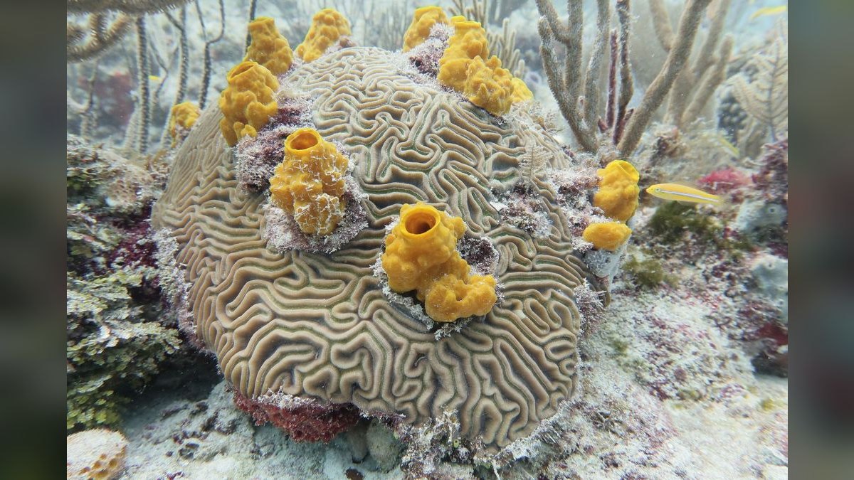 Top 10 sponge filter benefits 2027 — figure 1