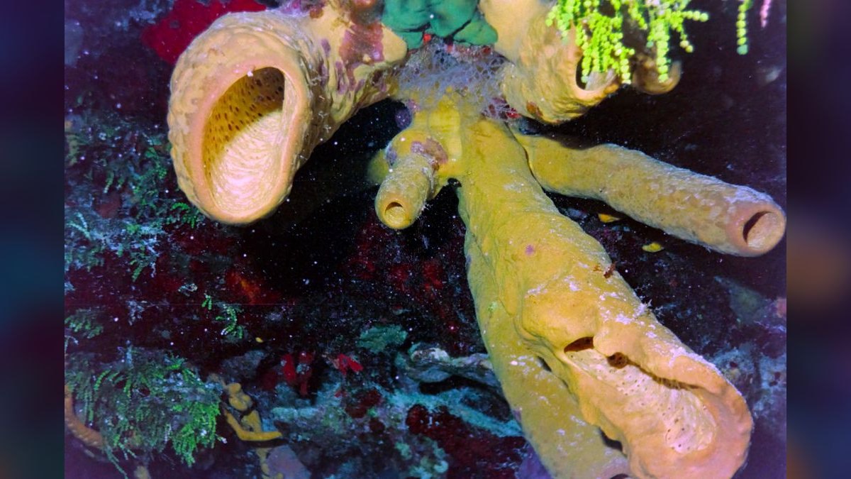 Top 10 sponge filter benefits 2027 — figure 2