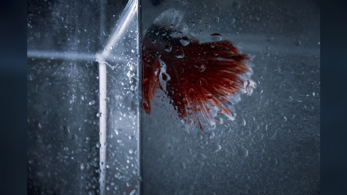Top 10 aquarium glass cleaners 2027 — figure 6