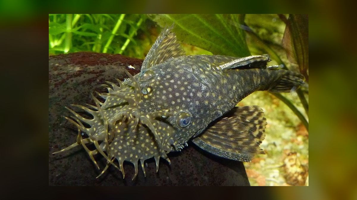 Top 10 fish tank gravel colors 2027 — figure 10