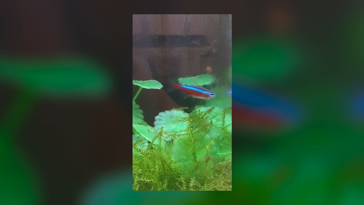 Top 10 fish tank gravel colors 2027 — figure 2