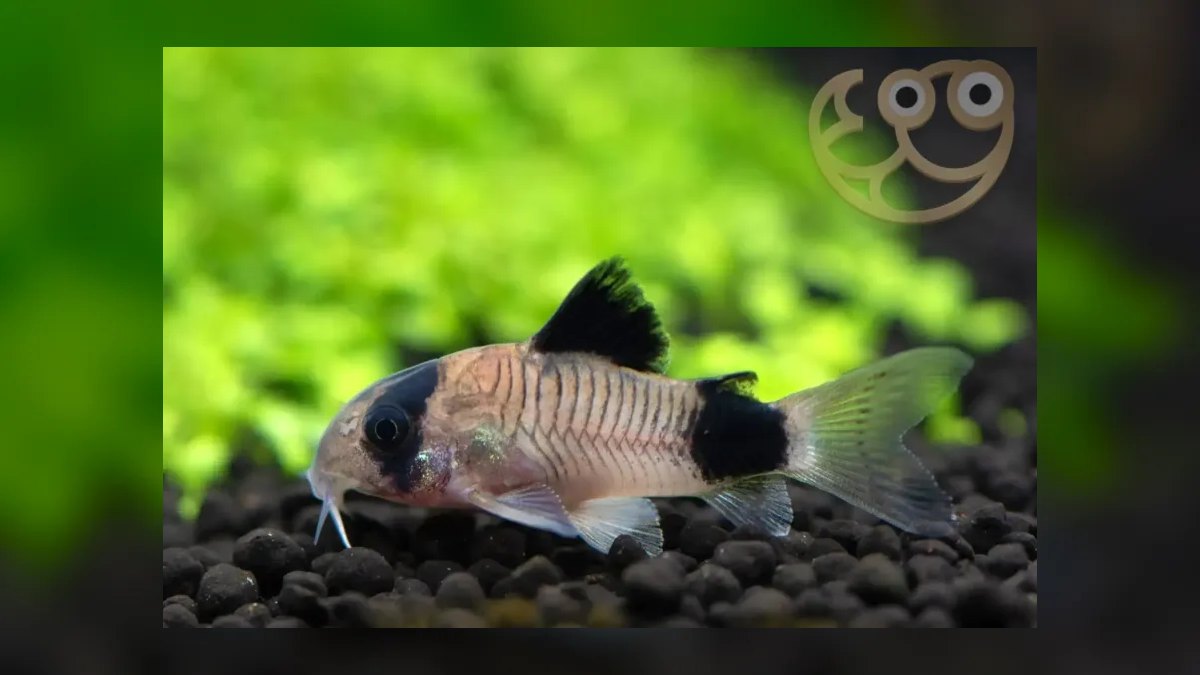Top 10 fish tank gravel colors 2027 — figure 3