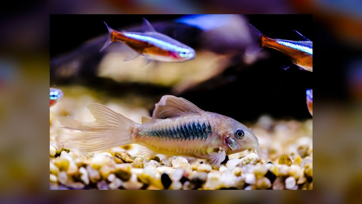Top 10 fish tank gravel colors 2027 — figure 4
