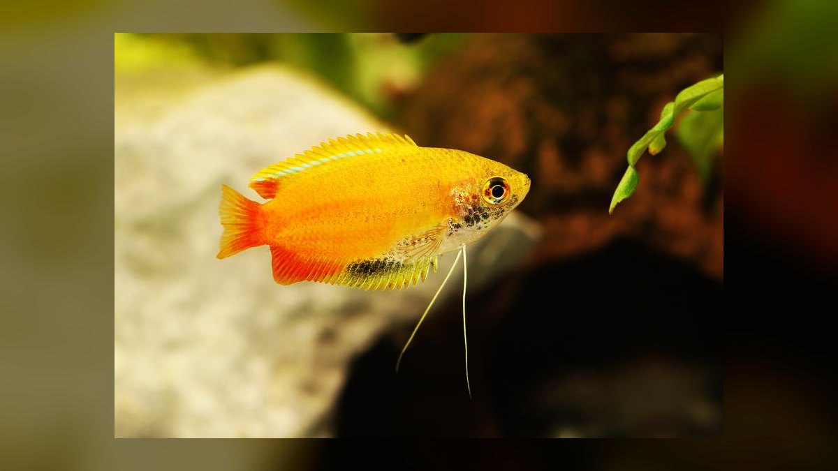 Top 10 fish tank gravel colors 2027 — figure 6